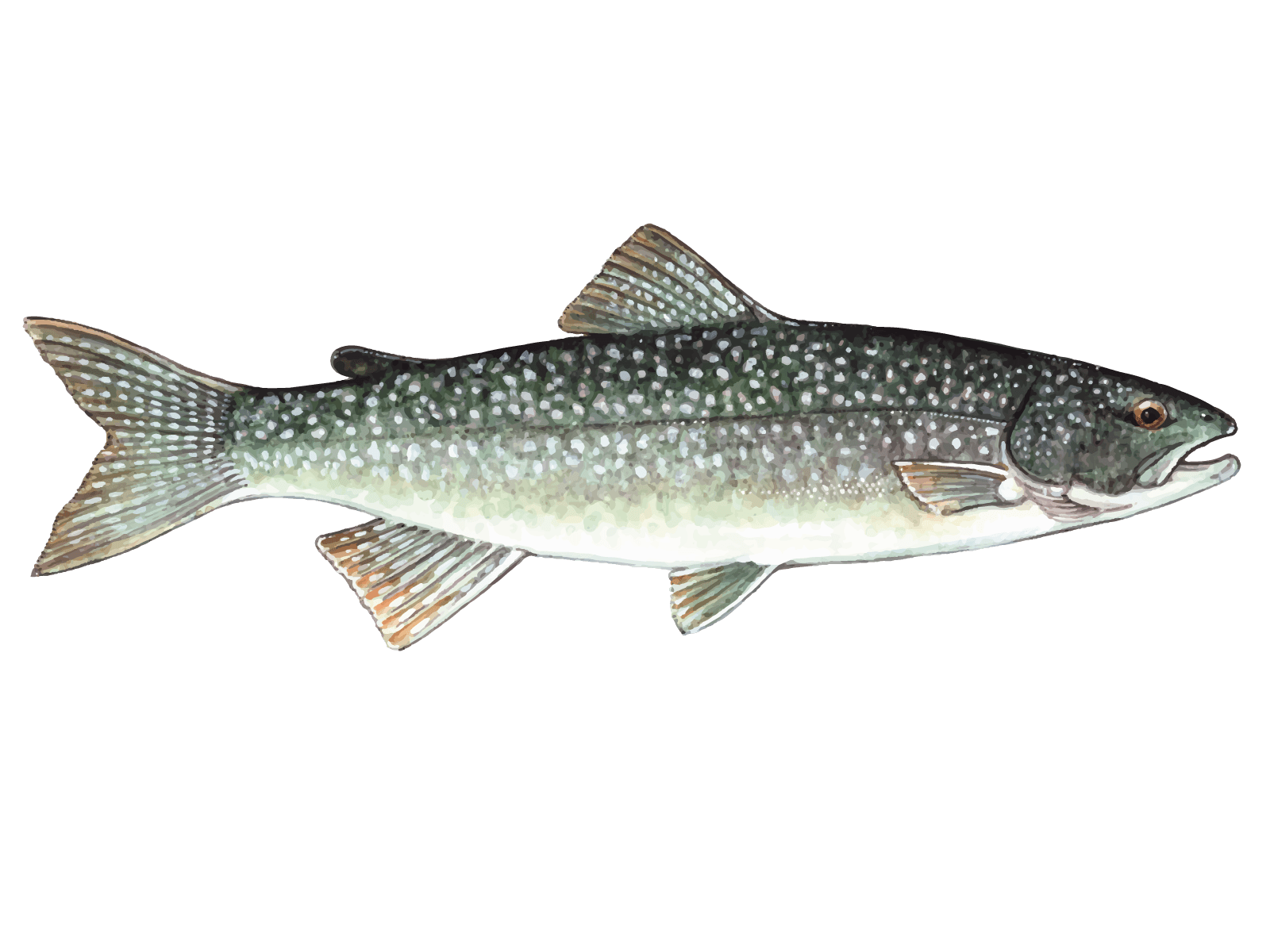 Lake Trout