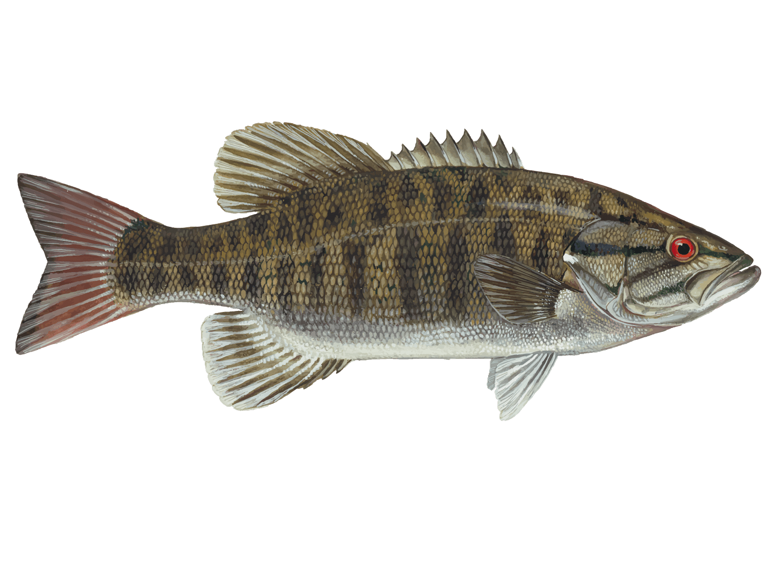 Smallmouth Bass
